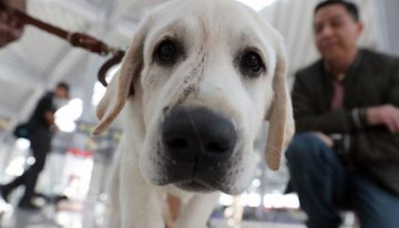 Los perros acompañan al ser humano en Europa desde hace 16.000 años, 5.000 más de lo que se creía