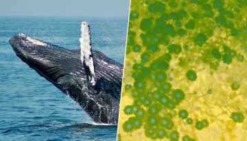 Pensábamos que el superpoder de las ballenas era su tamaño. En realidad, es la compleja química de sus heces