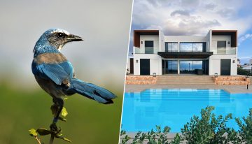 Un millonario de Florida quería una mansión en el hábitat de un pájaro protegido. Solución: que le quiten la protección