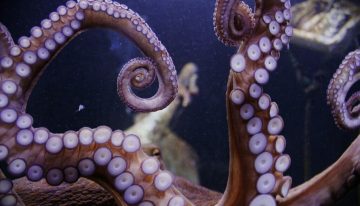 Los pulpos son una fascinante y sensual caja de sorpresas: resulta que tienen un brazo amatorio que saborea el sexo de las hembras