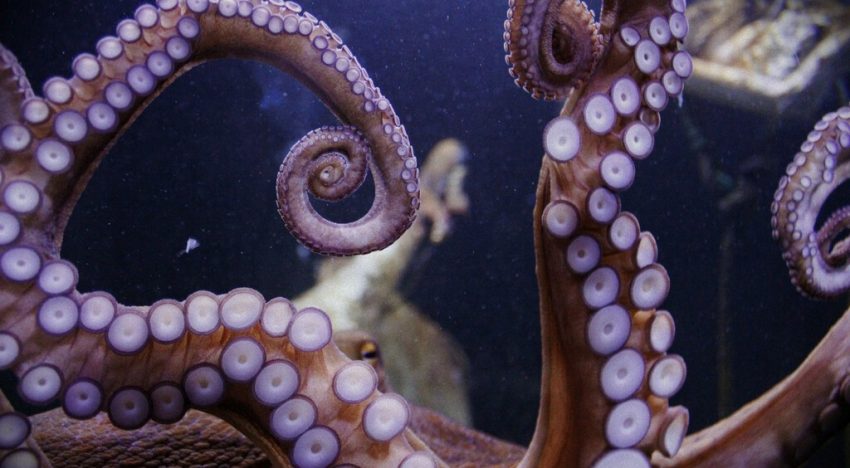 Los pulpos son una fascinante y sensual caja de sorpresas: resulta que tienen un brazo amatorio que saborea el sexo de las hembras