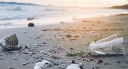 Ya sabemos a dónde van a parar muchos de los microplásticos que entran en nuestro organismo. Tenemos malas noticias