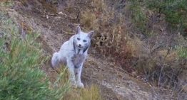 El lince blanco que encontramos en octubre está dejando de ser blanco y eso ni siquiera es lo más raro