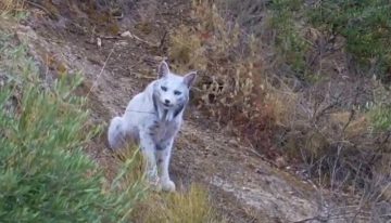 El lince blanco que encontramos en octubre está dejando de ser blanco y eso ni siquiera es lo más raro