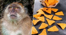 Hemos atiborrado a los monos de Gibraltar de Doritos. Su solución ha sido comer tierra como si fuera omeprazol