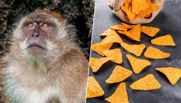 Hemos atiborrado a los monos de Gibraltar de Doritos. Su solución ha sido comer tierra como si fuera omeprazol