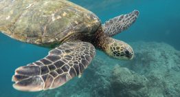 Estuvieron al borde de desaparecer por una moda culinaria británica: hoy las tortugas verdes al fin están fuera de peligro