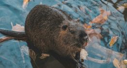 Tenemos una nueva y sorprendente «arma secreta» contra el cambio climático: los castores
