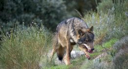 Mientras España hace todo lo posible para preservar al lobo ibérico, un grupo tiene ideas muy distintas: los ganaderos