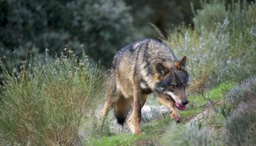 Mientras España hace todo lo posible para preservar al lobo ibérico, un grupo tiene ideas muy distintas: los ganaderos