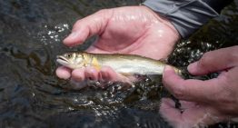 La catástrofe silenciosa de nuestros ríos: las poblaciones de peces migratorios se han desplomado un 81% desde 1970