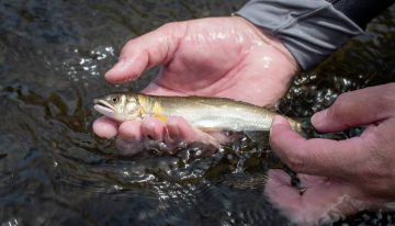 La catástrofe silenciosa de nuestros ríos: las poblaciones de peces migratorios se han desplomado un 81% desde 1970