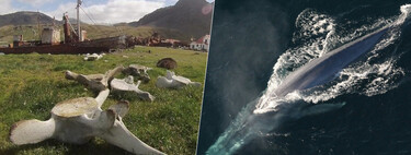 La caza de ballenas a lo largo de los años ha tenido un efecto inesperado: ha afectado a su diversidad genética