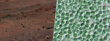 En nuestra obsesión por terraformar Marte, hemos encontrado dos bacterias: una crea cemento, la otra la protege 