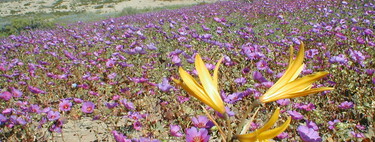 La lluvia ha transformado el desierto más seco del planeta en un mar de flores. Es un espectáculo para la vista y un problema para los expertos 
