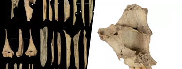 Las sociedades del Neolítico tenían una técnica para la “eliminación extrema” del rival: el canibalismo