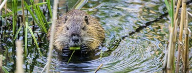 Tras siglos desaparecidos, hay gente soltando castores por el Tajo y otros ríos de España. El problema es que no sabemos quién