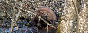 Los castores se están expandiendo por España. El gran misterio es quién está "bombardeando" los ríos con ellos