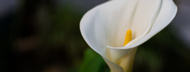 Ayer llegó a Lidl una flor sencilla y fácil de cuidar que además, suma elegancia a la decoración de casa