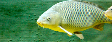 Llevamos siglos peleándonos con las espinas del pescado. China acaba de ganar la guerra con tijeras moleculares