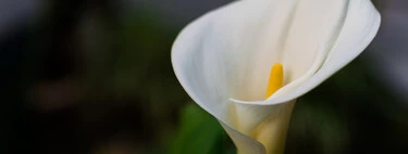 Ayer llegó a Lidl una flor sencilla y fácil de cuidar que además, suma elegancia a la decoración de casa