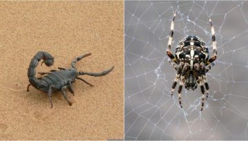 Un fósil adelanta 20 millones de años el origen de las arañas y escorpiones