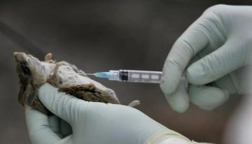 Un caso de hantavirus en el Berguedà en 2024: el único precedente reciente de la enfermedad en Catalunya