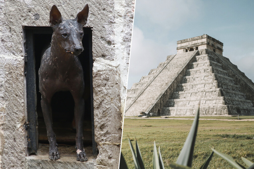 Unos huesos encontrados en México nos han revelado una nueva faceta de los mayas: comerciantes de perros "exóticos"