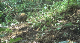 Durante 120 años, los científicos dieron por extinto al conejo de Omiltemi. Mientras tanto, en Sierra Madre del Sur los cazaban para comer