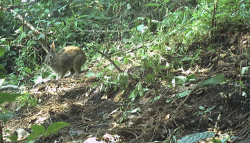 Durante 120 años, los científicos dieron por extinto al conejo de Omiltemi. Mientras tanto, en Sierra Madre del Sur los cazaban para comer