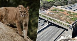 El ADN de los pumas de California está en peligro, así que están haciendo un megapuente de 114 millones de dólares para salvarlo