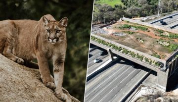 El ADN de los pumas de California está en peligro, así que están haciendo un megapuente de 114 millones de dólares para salvarlo