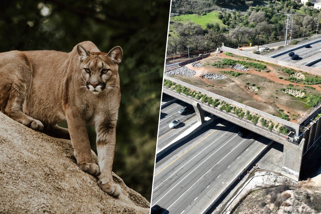 El ADN de los pumas de California está en peligro, así que están haciendo un megapuente de 114 millones de dólares para salvarlo