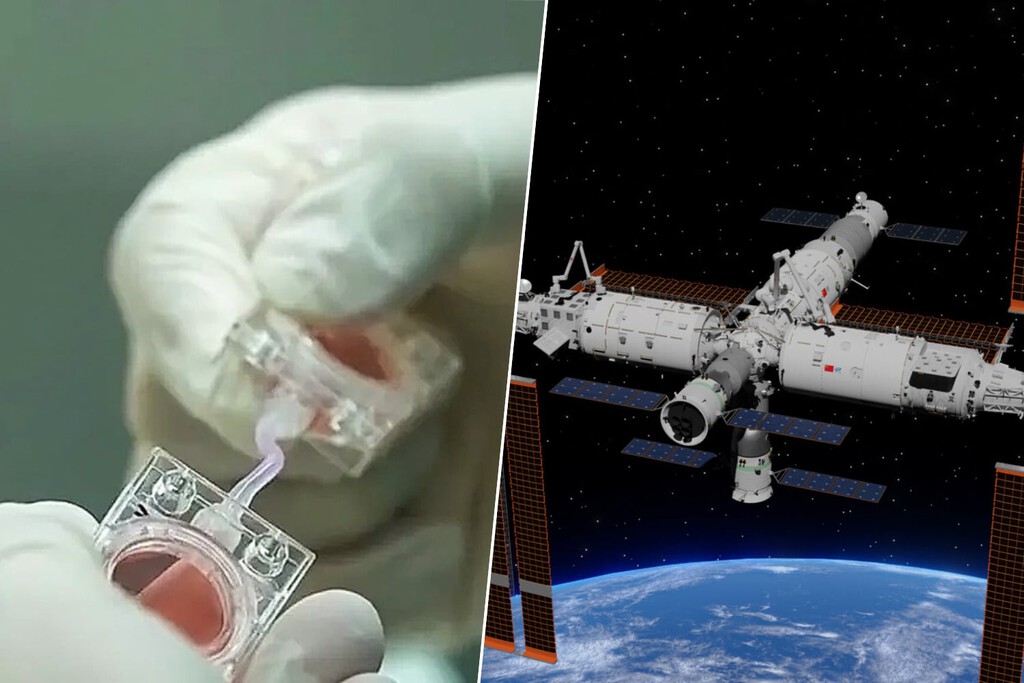 China quiere ganar la otra carrera espacial: la de tener bebés en el espacio