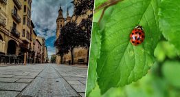 Logroño tiene un plan para evitar pesticidas en sus parques: soltar (muchas) mariquitas por la ciudad