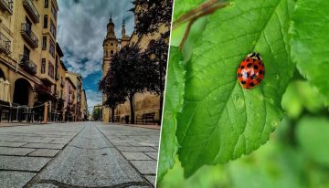 Logroño tiene un plan para evitar pesticidas en sus parques: soltar (muchas) mariquitas por la ciudad