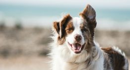 Pensábamos que la domesticación encogió el cerebro de los perros para siempre. Ahora sabemos que nos equivocábamos