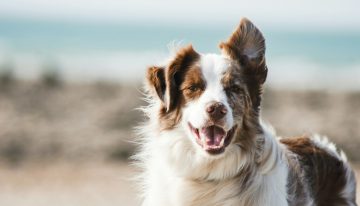 Pensábamos que la domesticación encogió el cerebro de los perros para siempre. Ahora sabemos que nos equivocábamos