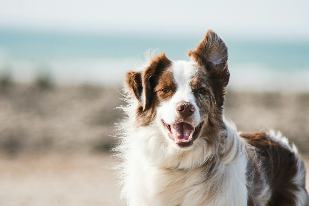 Pensábamos que la domesticación encogió el cerebro de los perros para siempre. Ahora sabemos que nos equivocábamos 