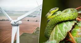 Las palas de los aerogeneradores son un peligro mortal para las aves. La solución: pintarlas como serpientes venenosas