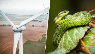 Las palas de los aerogeneradores son un peligro mortal para las aves. La solución: pintarlas como serpientes venenosas