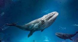 Las ballenas están «gritando» en el Estrecho de Gibraltar y nadie las escucha: hemos convertido el océano en un infierno acústico