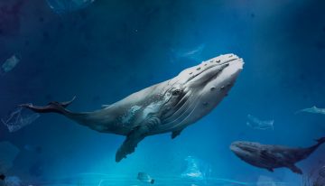 Las ballenas están «gritando» en el Estrecho de Gibraltar y nadie las escucha: hemos convertido el océano en un infierno acústico