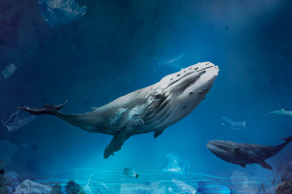 Las ballenas están "gritando" en el Estrecho de Gibraltar y nadie las escucha: hemos convertido el océano en un infierno acústico 