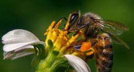 El fin de los insectos nos pasa factura: han medido por primera vez cómo su desaparición nos hace más pobres y nos desnutre