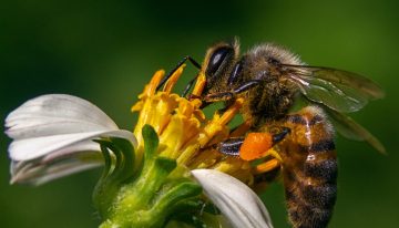 El fin de los insectos nos pasa factura: han medido por primera vez cómo su desaparición nos hace más pobres y nos desnutre