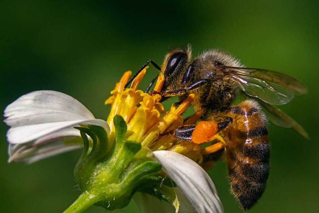 El fin de los insectos nos pasa factura: han medido por primera vez cómo su desaparición nos hace más pobres y nos desnutre 