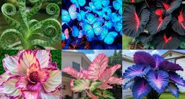 Compras una planta espectacular, te llega una lenteja: la IA está arruinando el mundo de las plantas