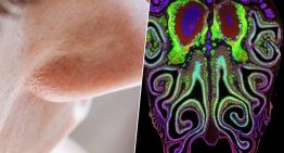 La ciencia halla el «Google Maps» de la nariz: el secreto para entender de una vez el sentido del olfato