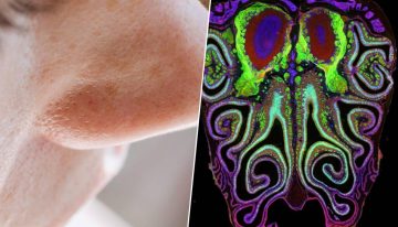 La ciencia halla el «Google Maps» de la nariz: el secreto para entender de una vez el sentido del olfato